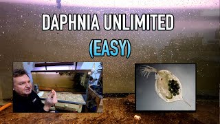 How I Raise Daphnia Water Fleas And You Can Too [upl. by Edmee830]