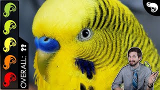 Budgie Parakeet The Best Pet Reptile [upl. by Kiran]