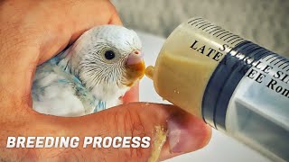 Complete Budgie Breeding process from Bonding to Taming Babies [upl. by Safir]