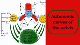 Autonomic Nerves of the Pelvis [upl. by Aehc]