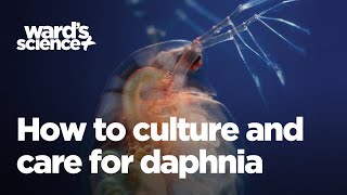 Caring and Culturing for Daphnia [upl. by Gerome]