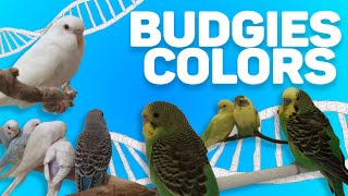 Pet Budgies Colors Genetics Full Documentary Chapter 1 [upl. by Assetnoc]