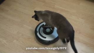 Cat shows HOW TO use iRobot Roomba Vacuum [upl. by Ardnassela]