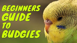 How to Tame Your Budgie 2019  Beginners Guide to Budgies [upl. by Hannibal503]