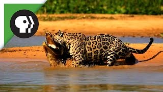 Jaguar Attacks Caiman Crocodile [upl. by Vaclav]