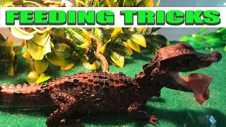 Dwarf Caiman Care  TIPS and Tricks [upl. by Euphemie]