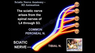 Sciatic Nerve Anatomy 3D  Everything You Need To Know  Dr Nabil [upl. by Shwalb]