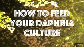 How To Feed Your Daphnia Culture [upl. by Liederman]