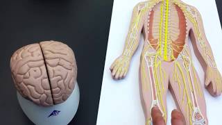 Peripheral Nervous System PNS lab models [upl. by Imuyam924]