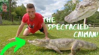 The SPECTACLED CAIMAN Facts and info Animal Breakdown [upl. by Irrej]