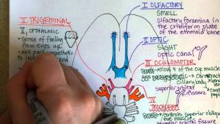 Cranial Nerves Part 1 [upl. by Reld358]