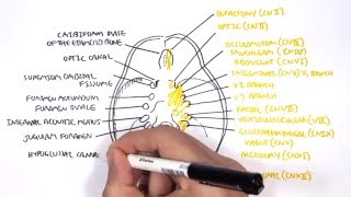 Anatomy  Cranial Nerves and the Skull [upl. by Juley]