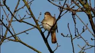 Nightingale Luscinia megarhynchos [upl. by Elik775]