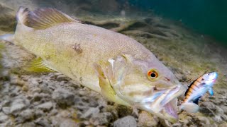 How Fish React To Different Lures Underwater Bite Footage [upl. by Ailla]