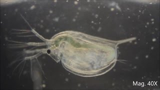 Daphnia magna under the Microscope [upl. by Revilo]