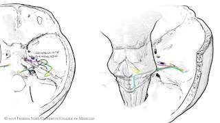 The Facial Nerve CNVII Animated Review [upl. by Okia]