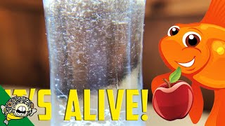 How to culture Vinegar Eels The EASY Way Live Fish Food [upl. by Calhoun]