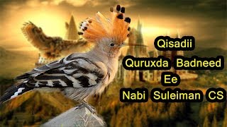 Qisadii Quruxda Badneed Ee Nabi Suleiman Cs [upl. by Cappello543]