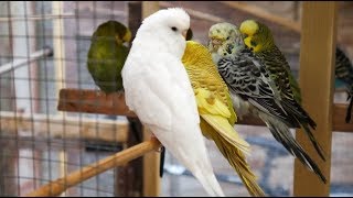 2 Hours of Budgies Singing Playing and Talking  Play For Your Budgie [upl. by Troyes]