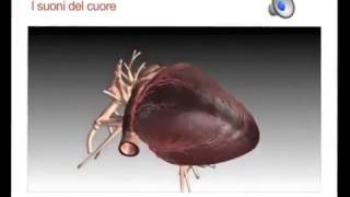 La fisiologia del cuore [upl. by Flynn]