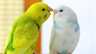 Budgie Sounds for Lonely Budgies [upl. by Haye]