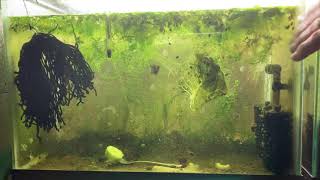 Scuds Daphnia Cherry Shrimp Copepods My aquatic food culture [upl. by Onimod212]