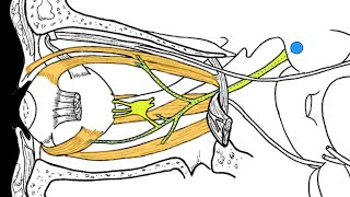 Cranial nerves III IV and VI [upl. by Westlund]