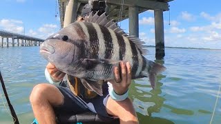 GIANT SHEEPSHEAD FISHING on BRIDGE PILINGS  HOW TO Catch and Cook [upl. by Arbmik832]