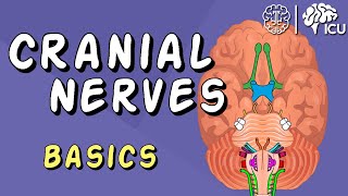 Cranial Nerve BASICS  The 12 cranial nerves and how to REMEMBER them [upl. by Kolnick]