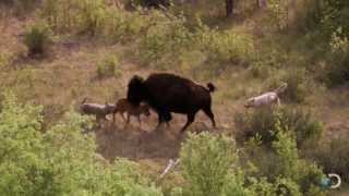 Bison and Her Calf Battle Wolves  North America [upl. by Boatwright]