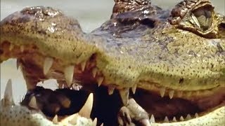 Caiman vs Capybara vs Anaconda  Amazon  BBC Earth [upl. by Raynata]