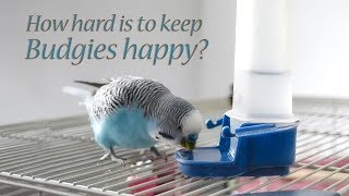 Budgie What You Will Need to do for Your Budgie bird [upl. by Schlesinger747]