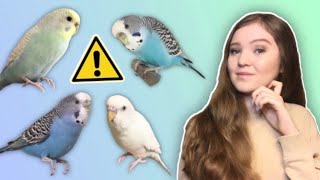 What You Need to Know Before Getting a Budgie THE TRUTH About Budgies as Pets [upl. by Sheley]