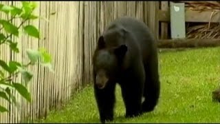 Brutal Bear Attack in Florida [upl. by Esinaj]