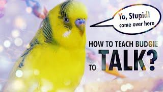 How to Teach a Budgie to Talk Start with Basics [upl. by Canute]