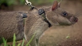 Rats Save Humans From Landmines  Extraordinary Animals  Series 2  Earth [upl. by Aveline]