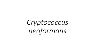 Cryptococcus neoformans  Microbiology [upl. by Schafer572]