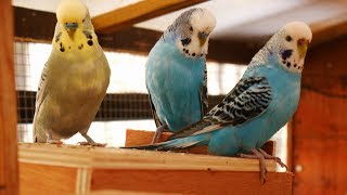 Over 2 Hours of Budgies Playing Singing and Talking in their Aviary [upl. by Bogie]