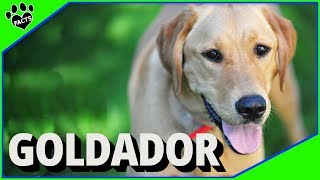 Goldador Dogs 101 Golden Retriever and Labrador Retriever Mix [upl. by Charlet]