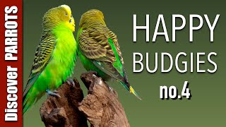 Happy Budgies 4  Budgerigar Sounds to Play for Your Parakeets  Discover PARROTS [upl. by Sufur121]