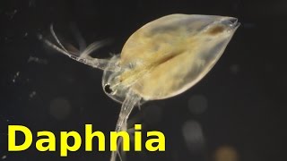 Daphnia [upl. by Salena470]