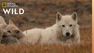 The Wolf Queen and Cubs  Kingdom of the White Wolf [upl. by Web484]