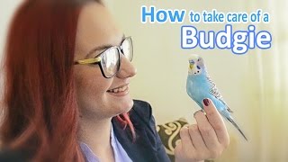 How to Take Care of a Budgie Parakeet  All The Basics and more [upl. by Haswell]