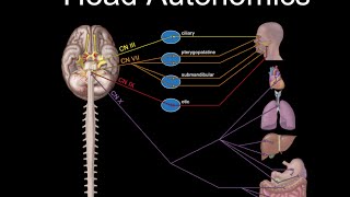 Cranial Nerves and Autonomics [upl. by Eusoj]