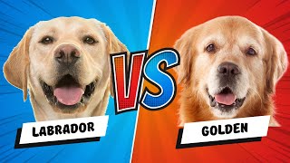 Labrador Retriever vs Golden Retriever  Which is Better Dog vs Dog [upl. by Tripp323]