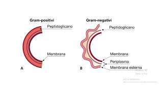 Batteriologia  lezione 1 struttura della cellula batterica [upl. by Oiraved]