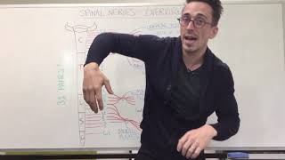 Spinal Nerve Plexus  Peripheral Nervous System [upl. by Leesen]