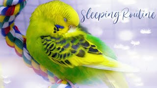 How Budgies Sleep Budgie Sleeping Positions [upl. by Anahtor999]