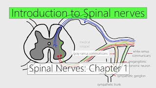 Spinal Nerves Introduction  Nervous system  4K  Chapter 1 [upl. by Kendricks705]