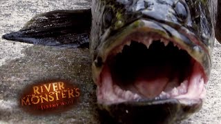 The Origin Of The Fish From Hell  SNAKEHEAD  River Monsters [upl. by Razatlab]